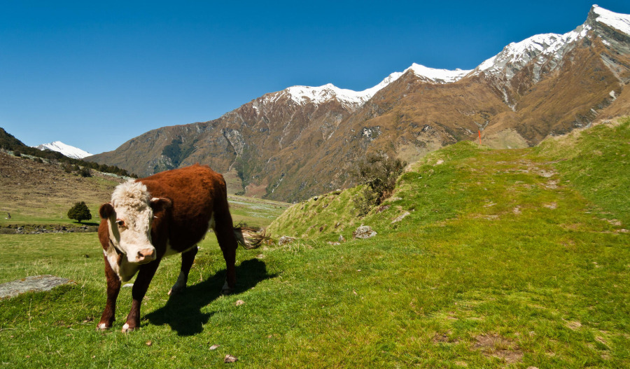 Trading floor: Qube, Magnetic Resources, a2 Milk lift