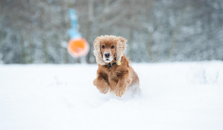 Wall Street’s bond boom masks risky frenzy