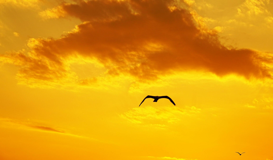 Gold at multi-week highs; Iran war lifts haven demand