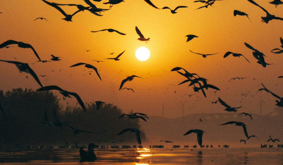 Gold slips as oil shock lifts US dollar