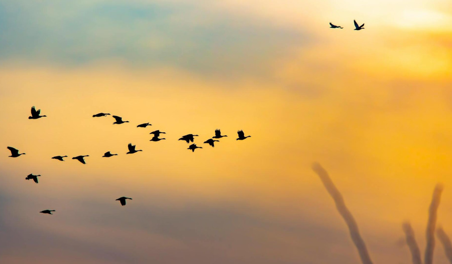 Gold rises 0.5% as Iran war fears ease