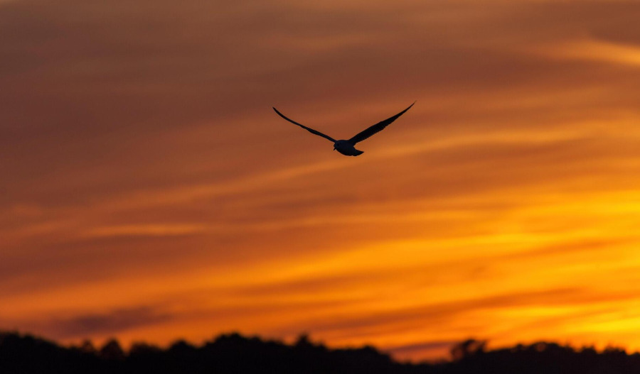 Gold rises ahead of key US CPI report