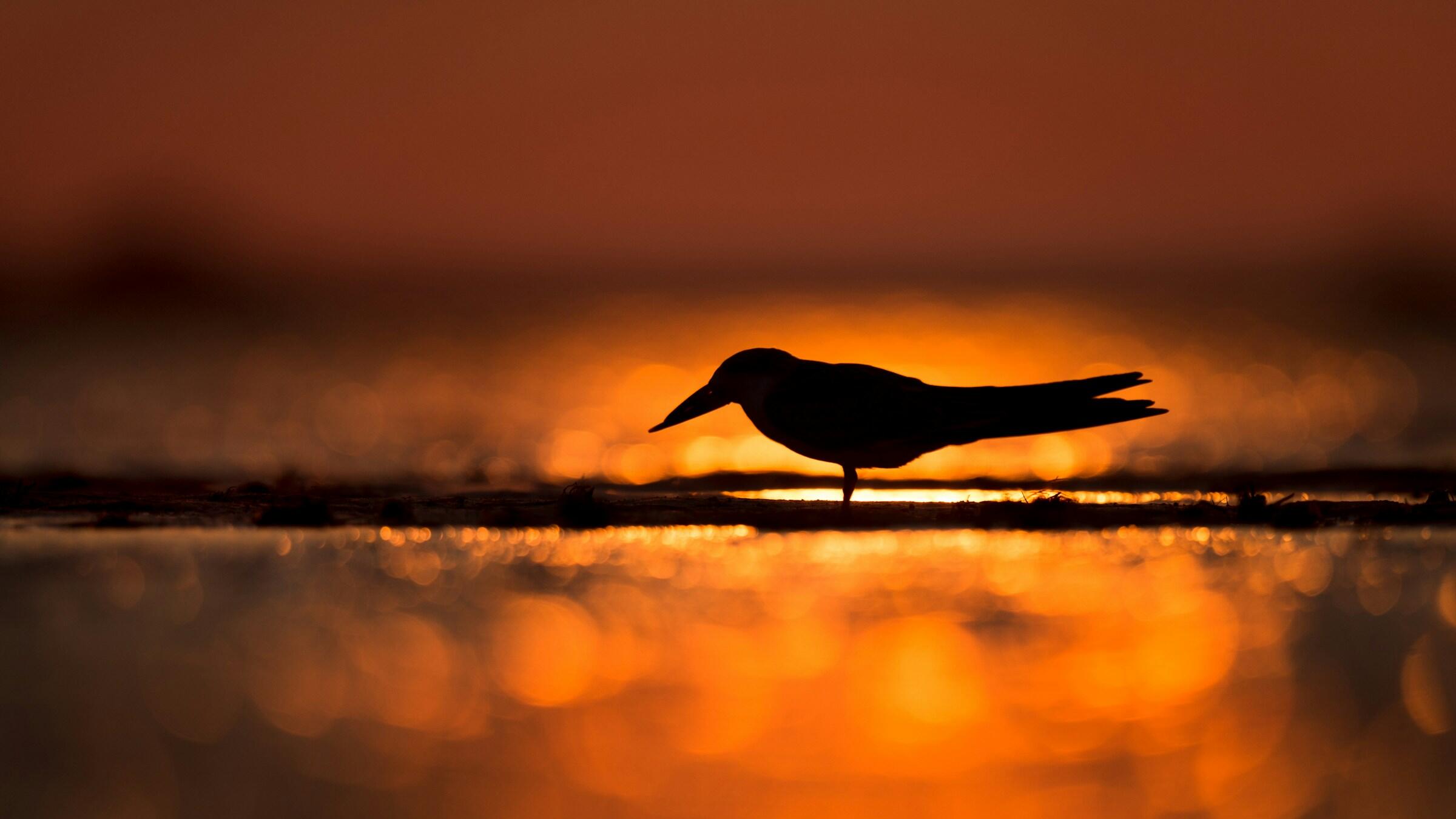 Gold stalls near US$4,500 amid stronger US dollar