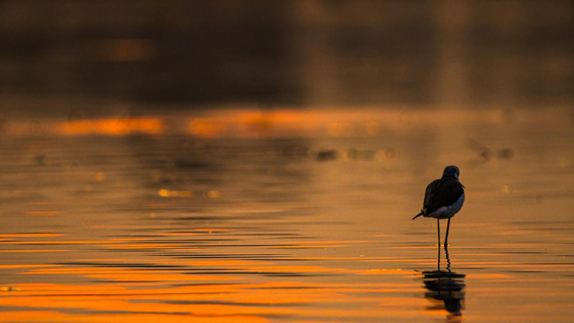 Gold slips as Iran deadline boosts US dollar