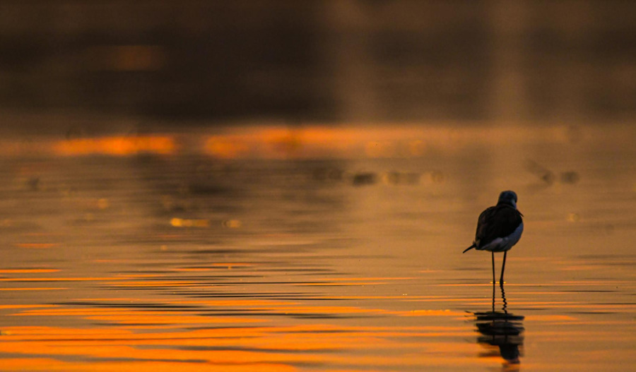 Gold slips as Iran deadline boosts US dollar