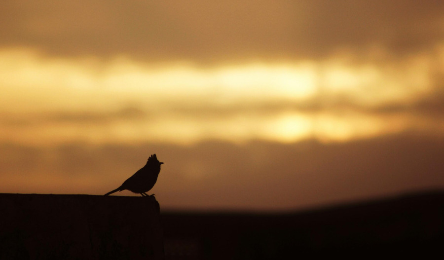 Gold steady as ceasefire doubts linger