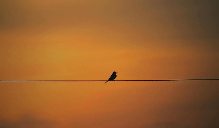 Gold steady as US CPI looms, M.East risks persist