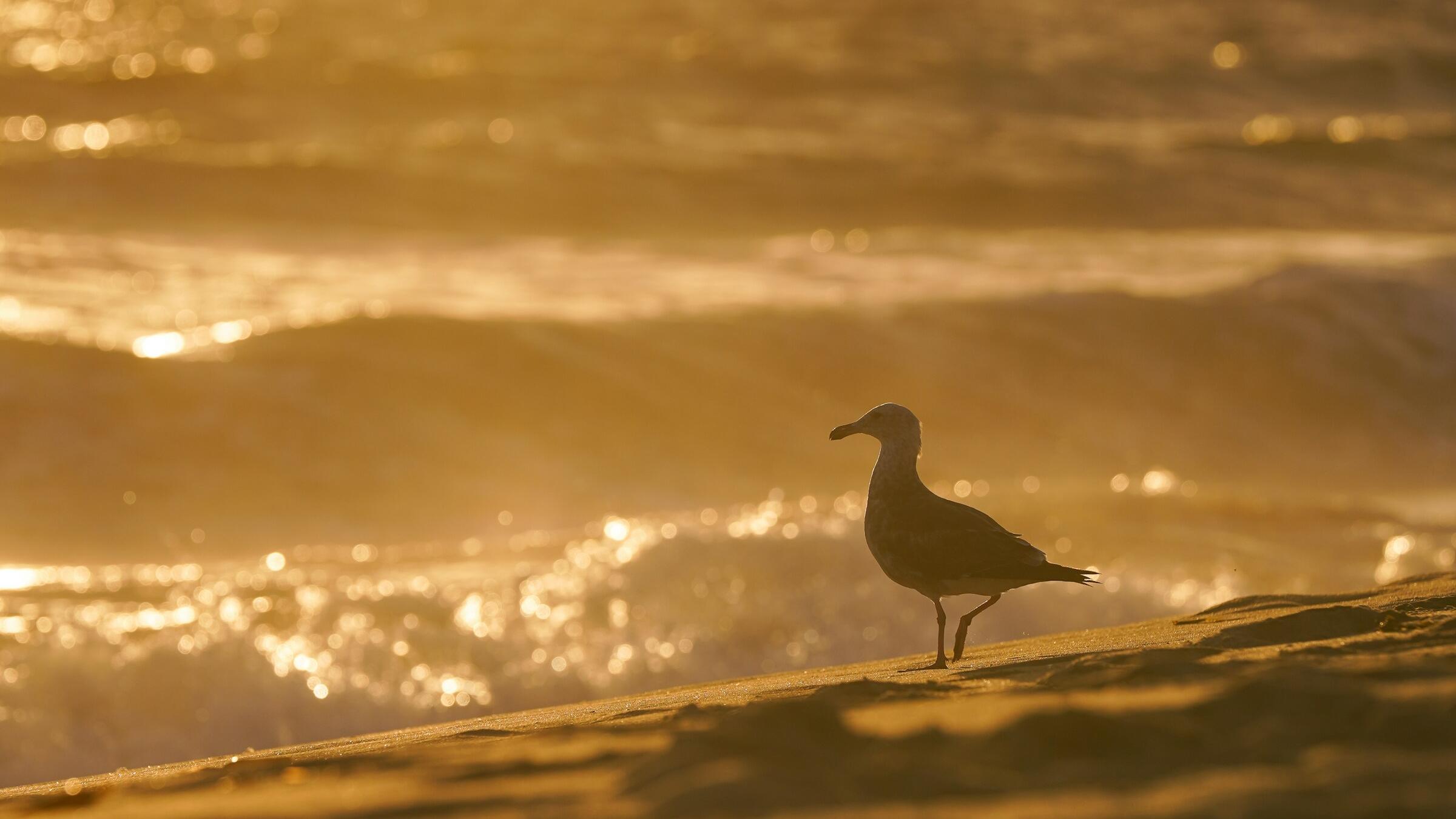 Gold slips as USD firms amid reports of US-Iran talks