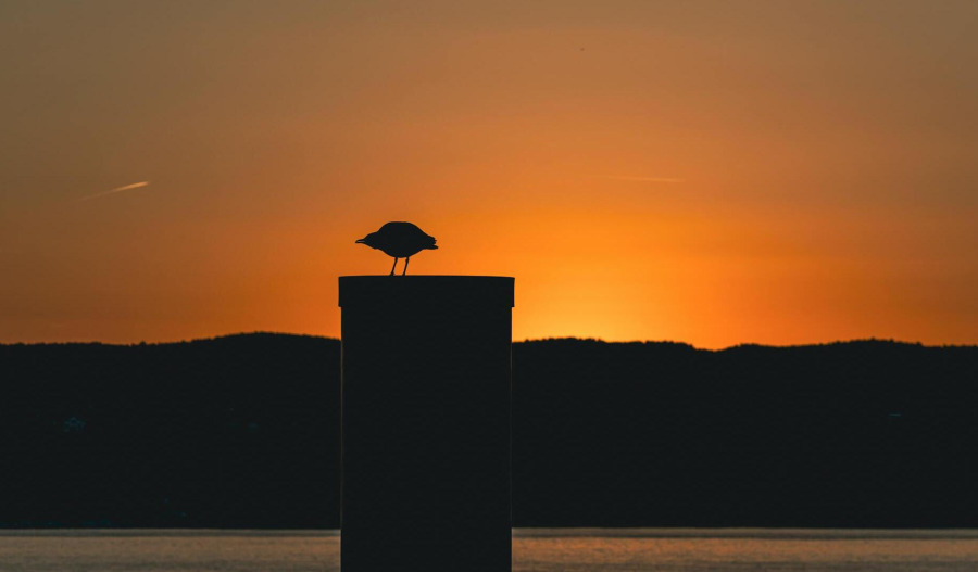 Gold edges up but remains pressured by rising US dollar