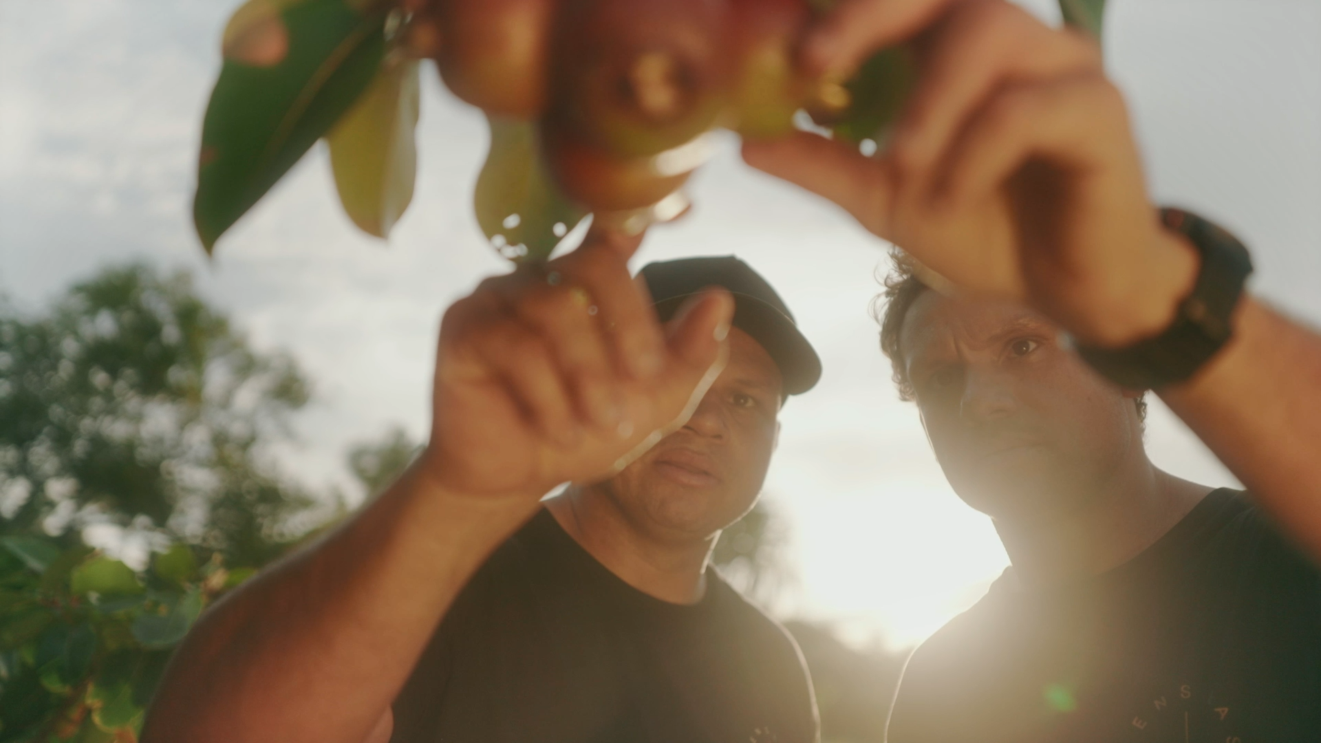 harvesting ingredients