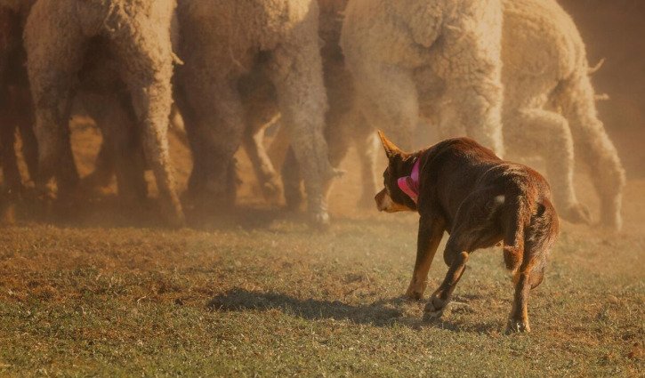 Experts fear tax bump may spark Australian farm sell-off