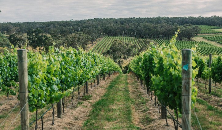 Will CEPA unlock next wave of Australian wine investors?