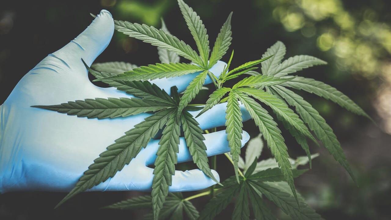New highs for medicinal cannabis use in Australia