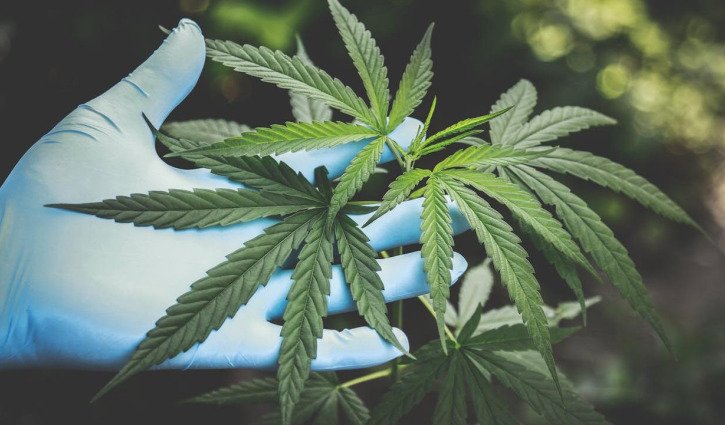 New highs for medicinal cannabis use in Australia