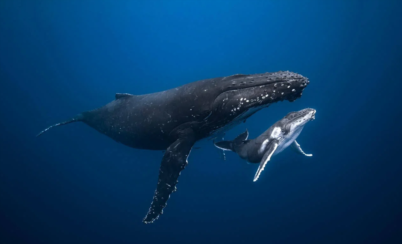 Tonga Ocean Expedition: Swim with Humpback Whales with Jono Allen