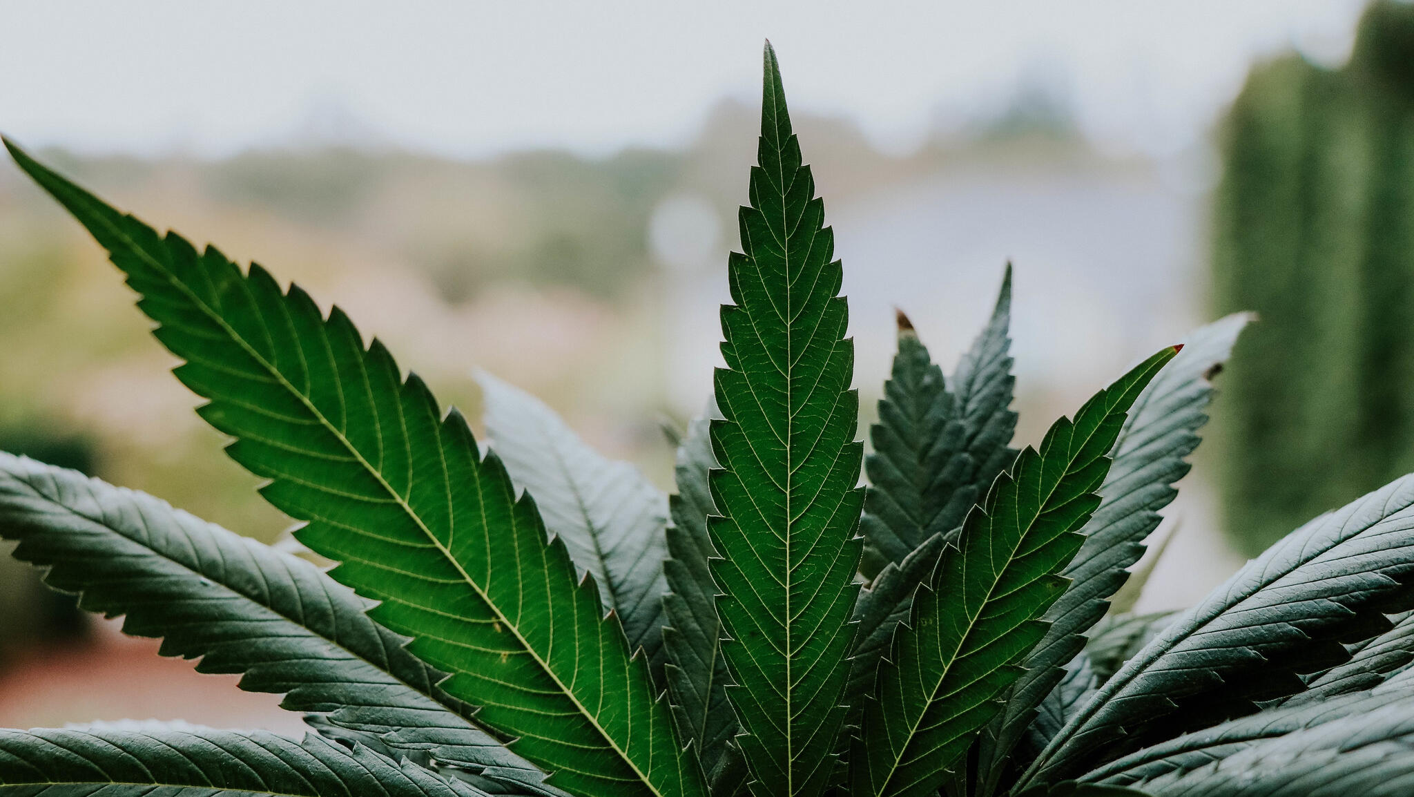 Former cannabis firm exec charged with insider trading