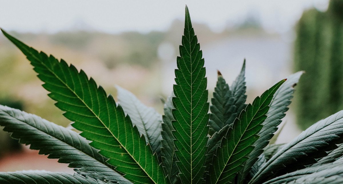 Former cannabis firm exec charged with insider trading