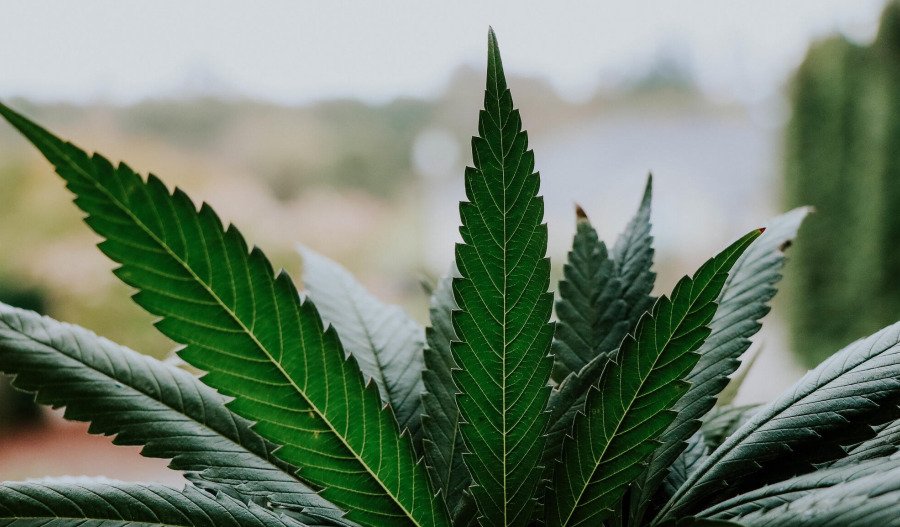 Former cannabis firm exec charged with insider trading