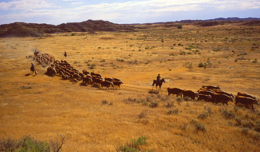 A guide to the Wild West of alternative cryptocurrencies