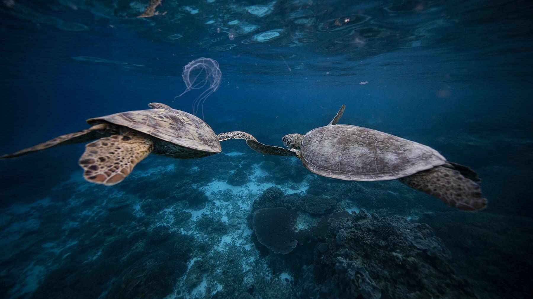 Lady Elliot Island: Ultimate snorkelling luxury escape