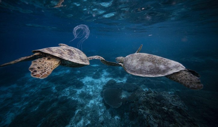 Lady Elliot Island: Ultimate snorkelling luxury escape