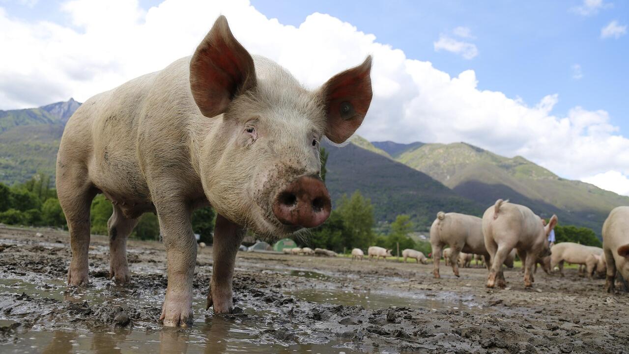 'Pig butchering', AI centre stage of 2024 crypto scams
