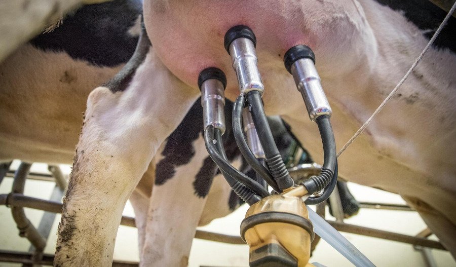 A2 Milk soars after 1H FY25, beats consensus by 10%